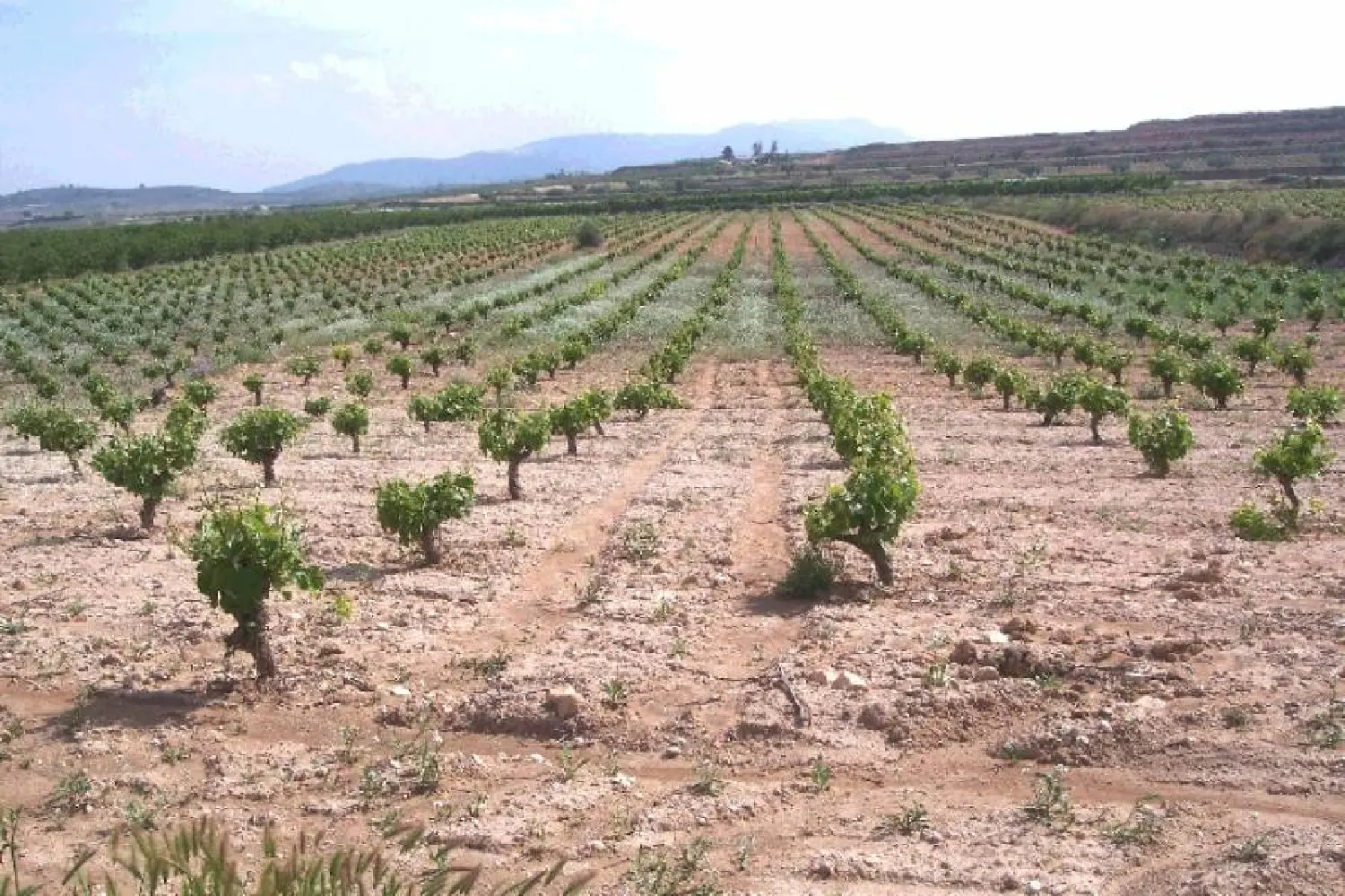  till salu tomt Tres Fuentes Vinalopó Mitjà 1