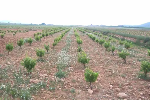 La Caballusa Vinalopó Mitjà tomt foto 6190290