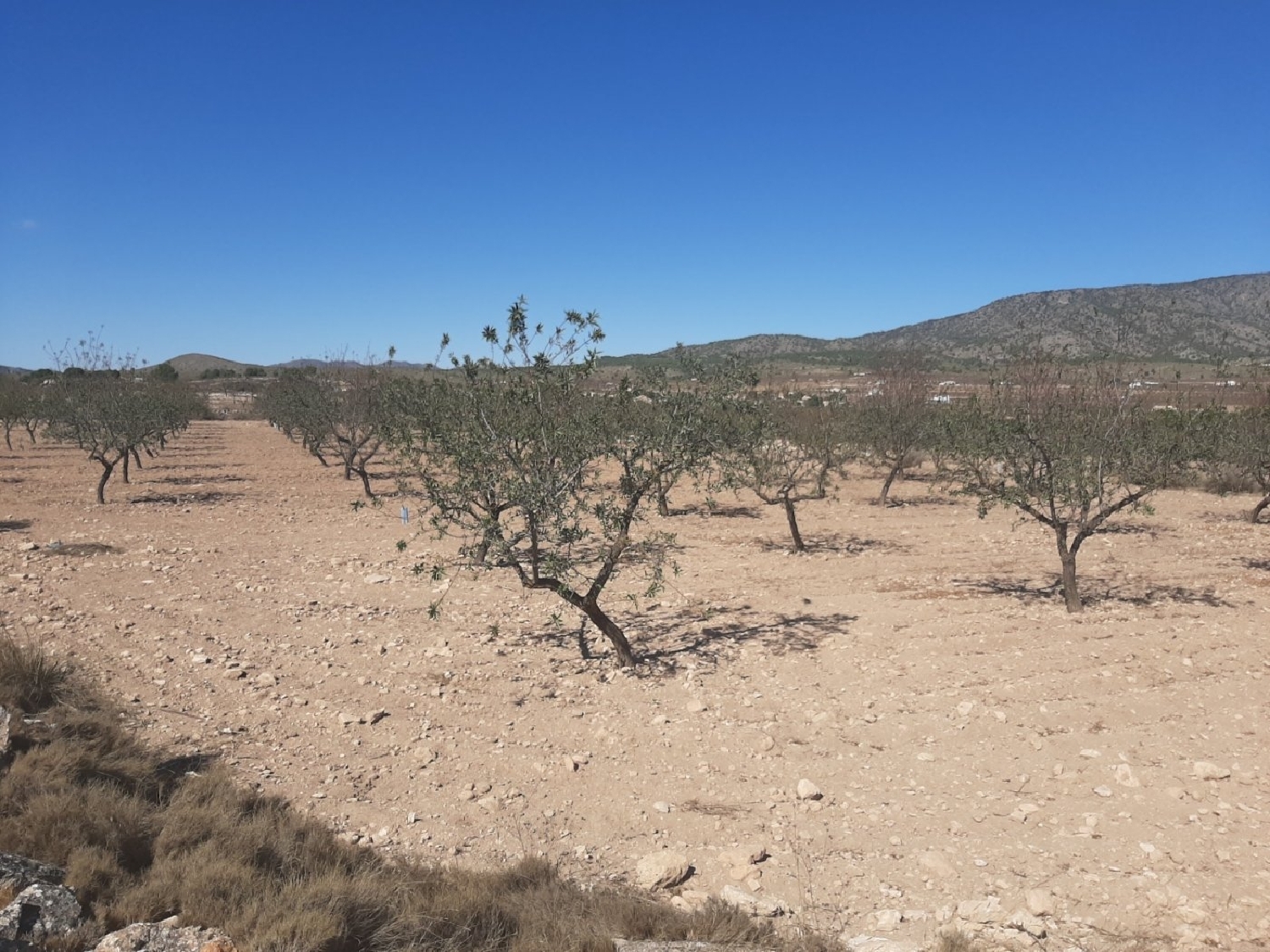 till salu tomt Casas De Ibáñez Vinalopó Mitjà 2