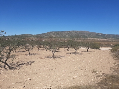 Casas De Ibáñez Vinalopó Mitjà tomt foto 6227105