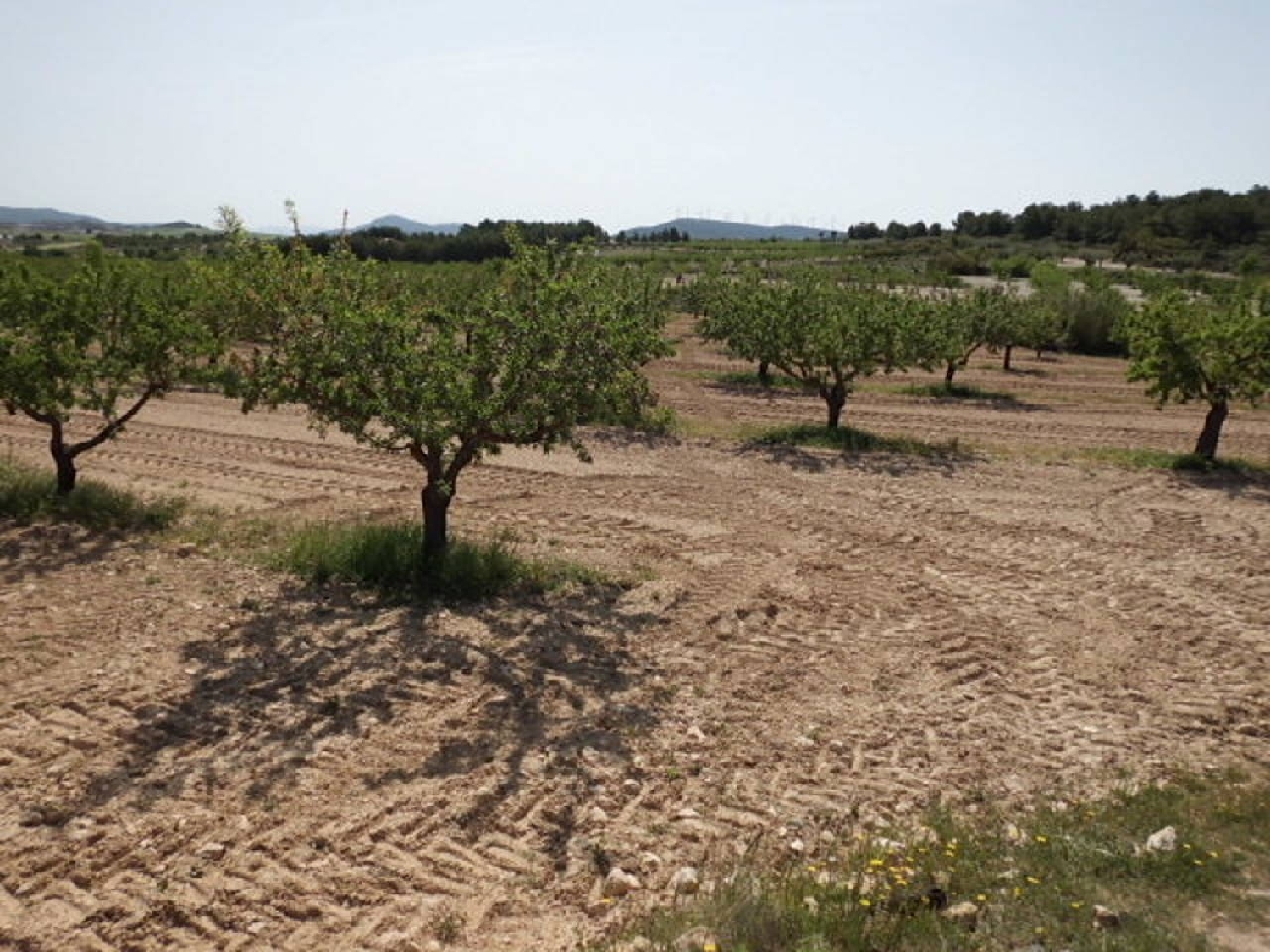  till salu tomt Casas Del Campillo Monte Ibérico Almansa 3