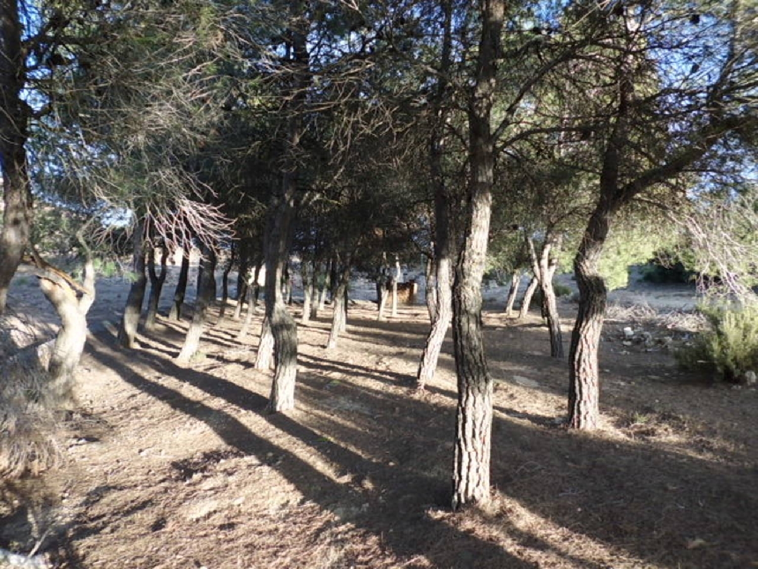 till salu tomt Casas Del Campillo Monte Ibérico Almansa 2