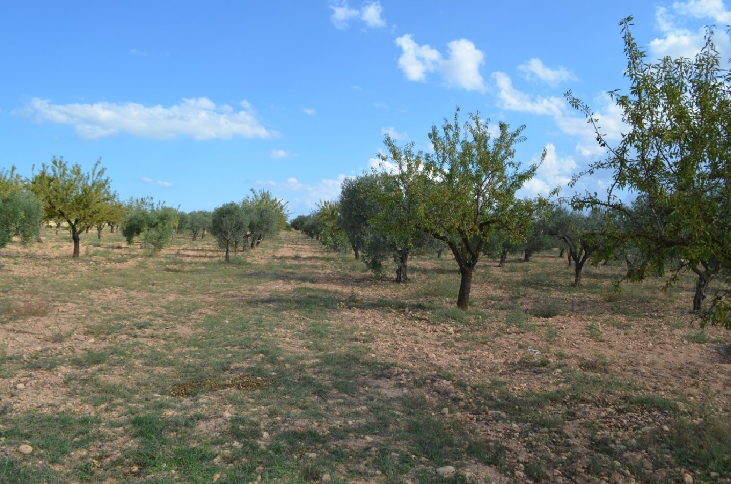 till salu tomt Casas Del Campillo Monte Ibérico Almansa 3