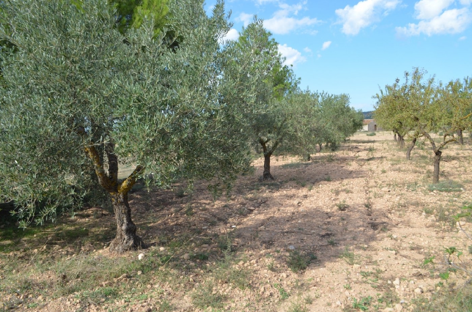  till salu tomt Casas Del Campillo Monte Ibérico Almansa 4