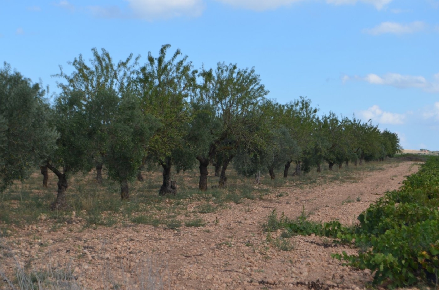 till salu tomt Casas Del Campillo Monte Ibérico Almansa 6