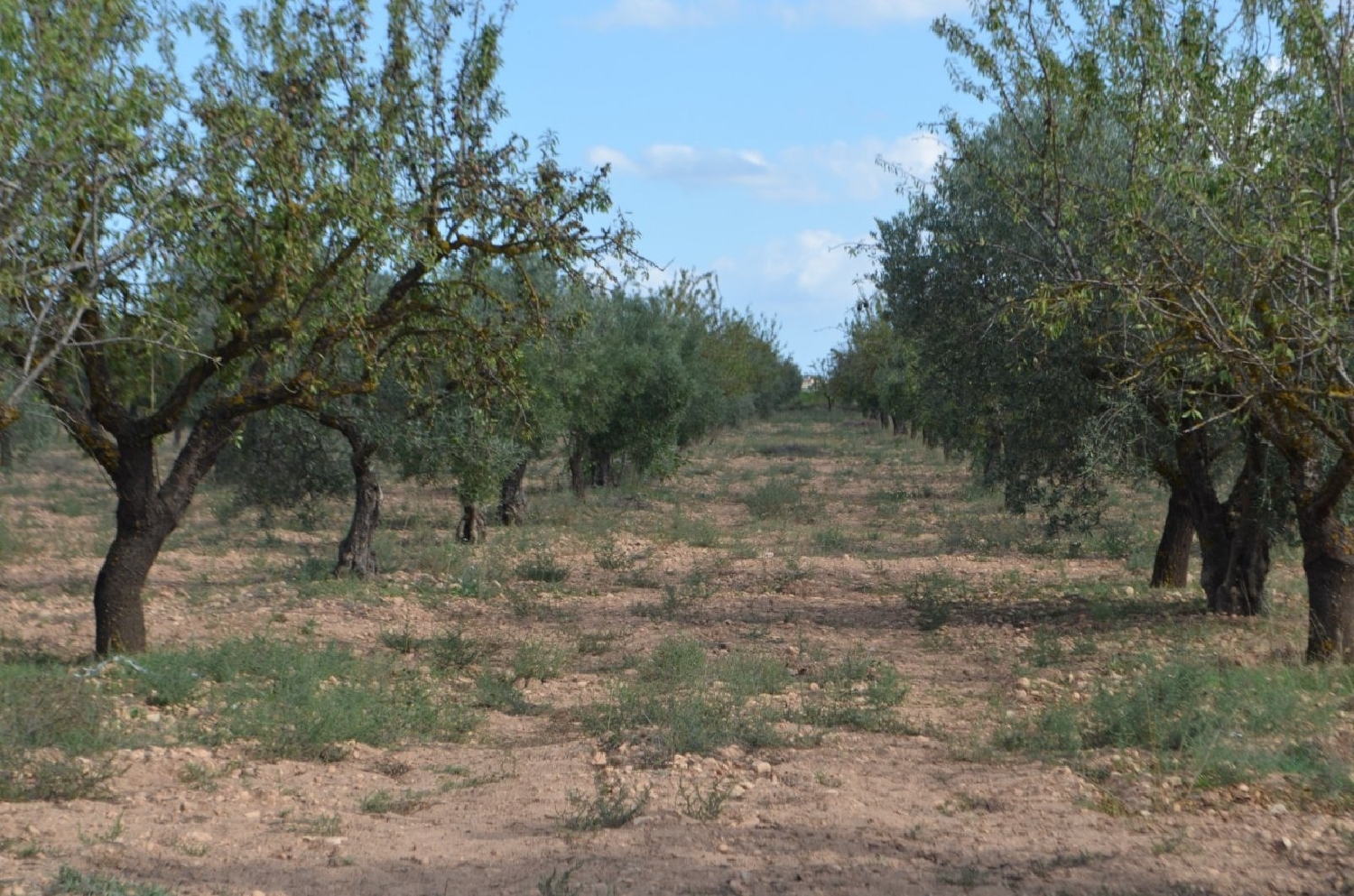 till salu tomt Casas Del Campillo Monte Ibérico Almansa 5