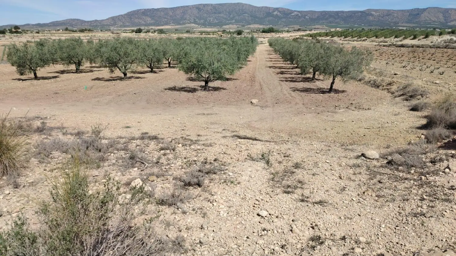  for sale plot Casas Del Señor Vinalopó Mitjà 1