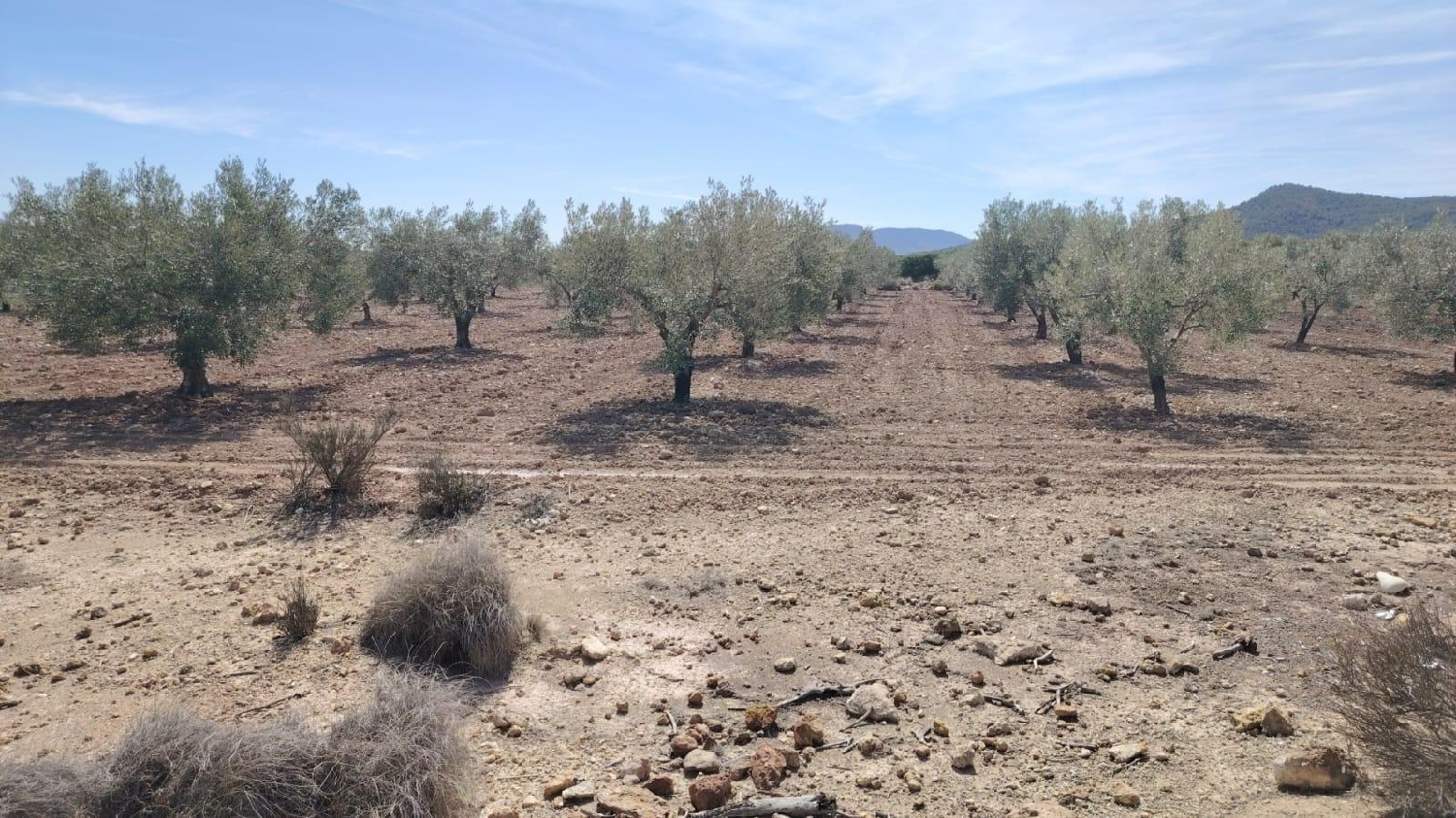  for sale plot Casas Del Señor Vinalopó Mitjà 1