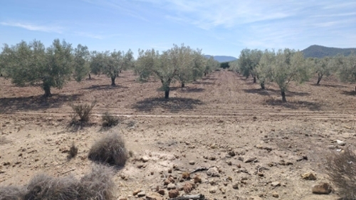 Casas Del Señor Vinalopó Mitjà plot foto 6226863