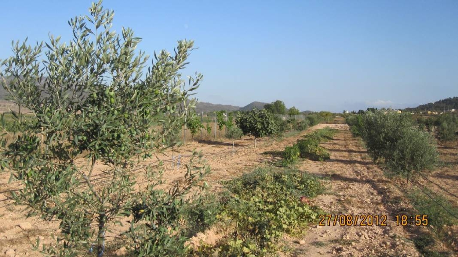  till salu tomt El Derramao Vinalopó Mitjà 5