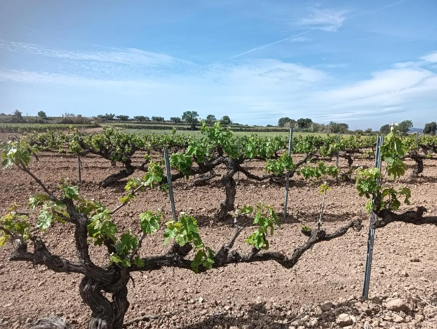  till salu tomt Can Vies Baix Penedès 1