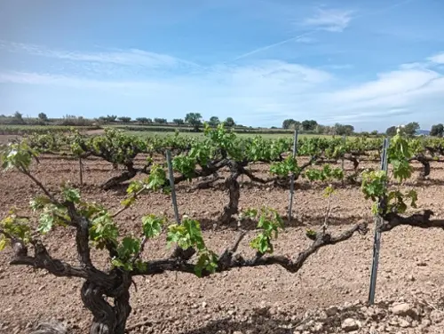 Casetes De Puigmolto Baix Penedès tomt foto 6170984