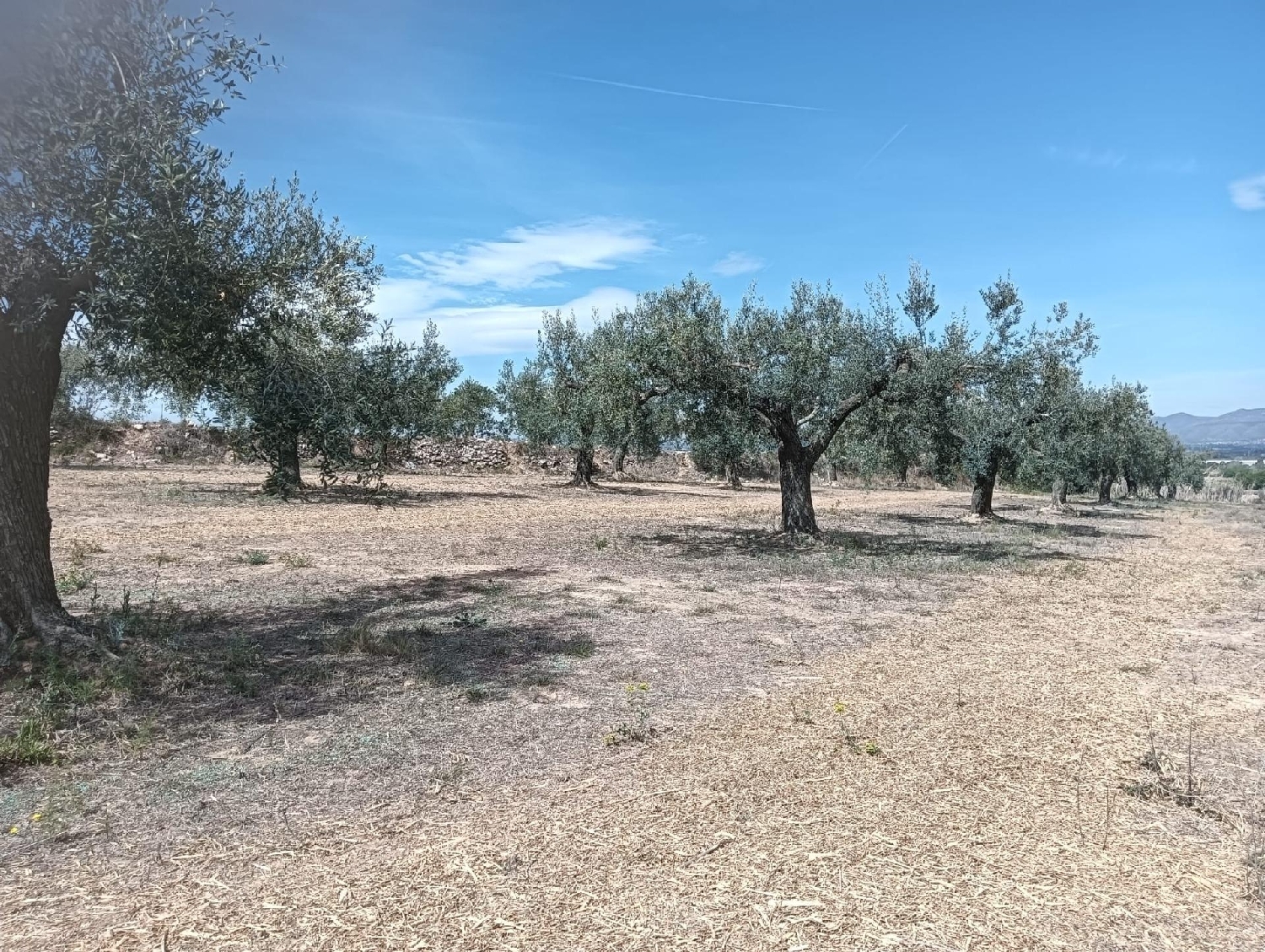  till salu tomt Casetes De Puigmolto Baix Penedès 6