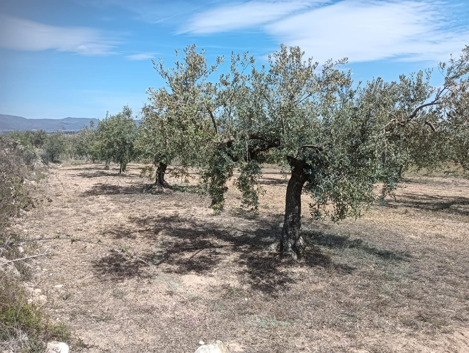  till salu tomt Casetes De Puigmolto Baix Penedès 4