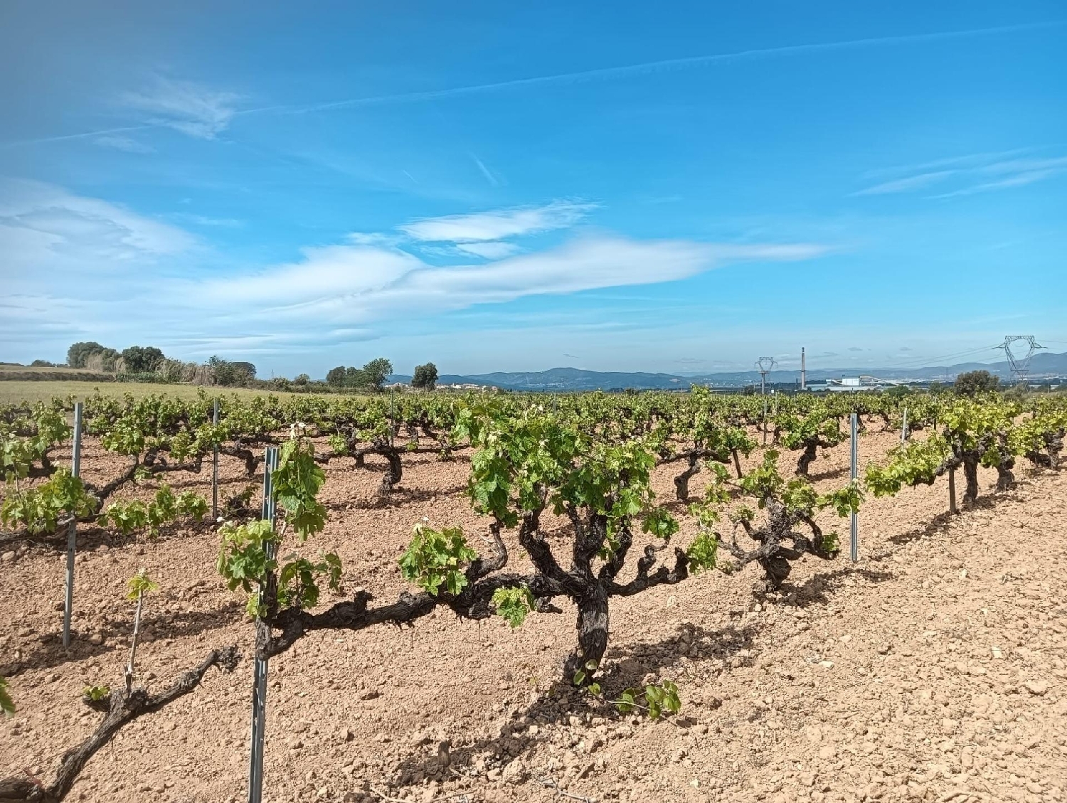 till salu tomt Casetes De Puigmolto Baix Penedès 2