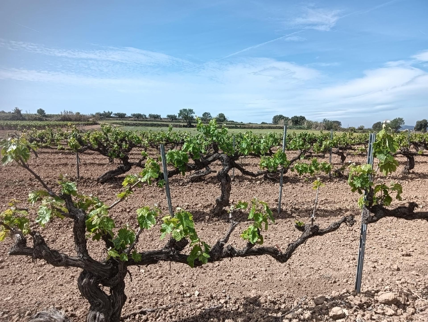  till salu tomt Casetes De Puigmolto Baix Penedès 1