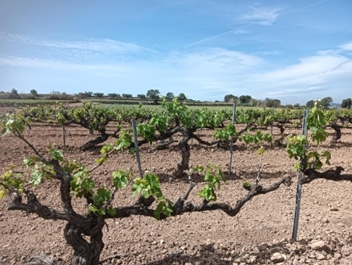 Casetes De Puigmolto Baix Penedès tomt foto 6241460