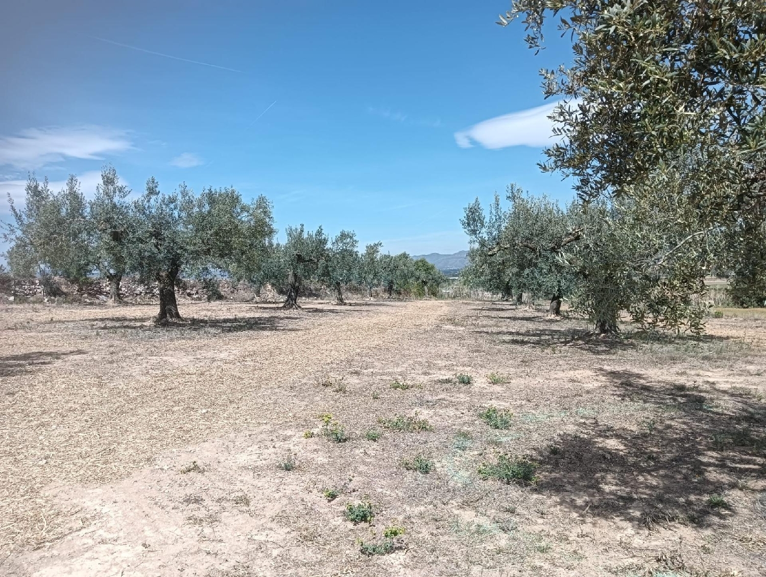 till salu tomt Casetes De Puigmolto Baix Penedès 3