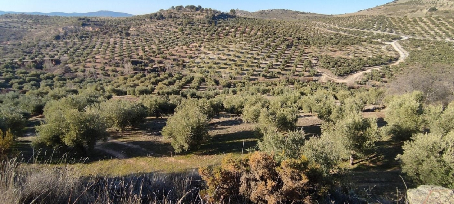  till salu tomt Cogollos Vega Vega De Granada 5