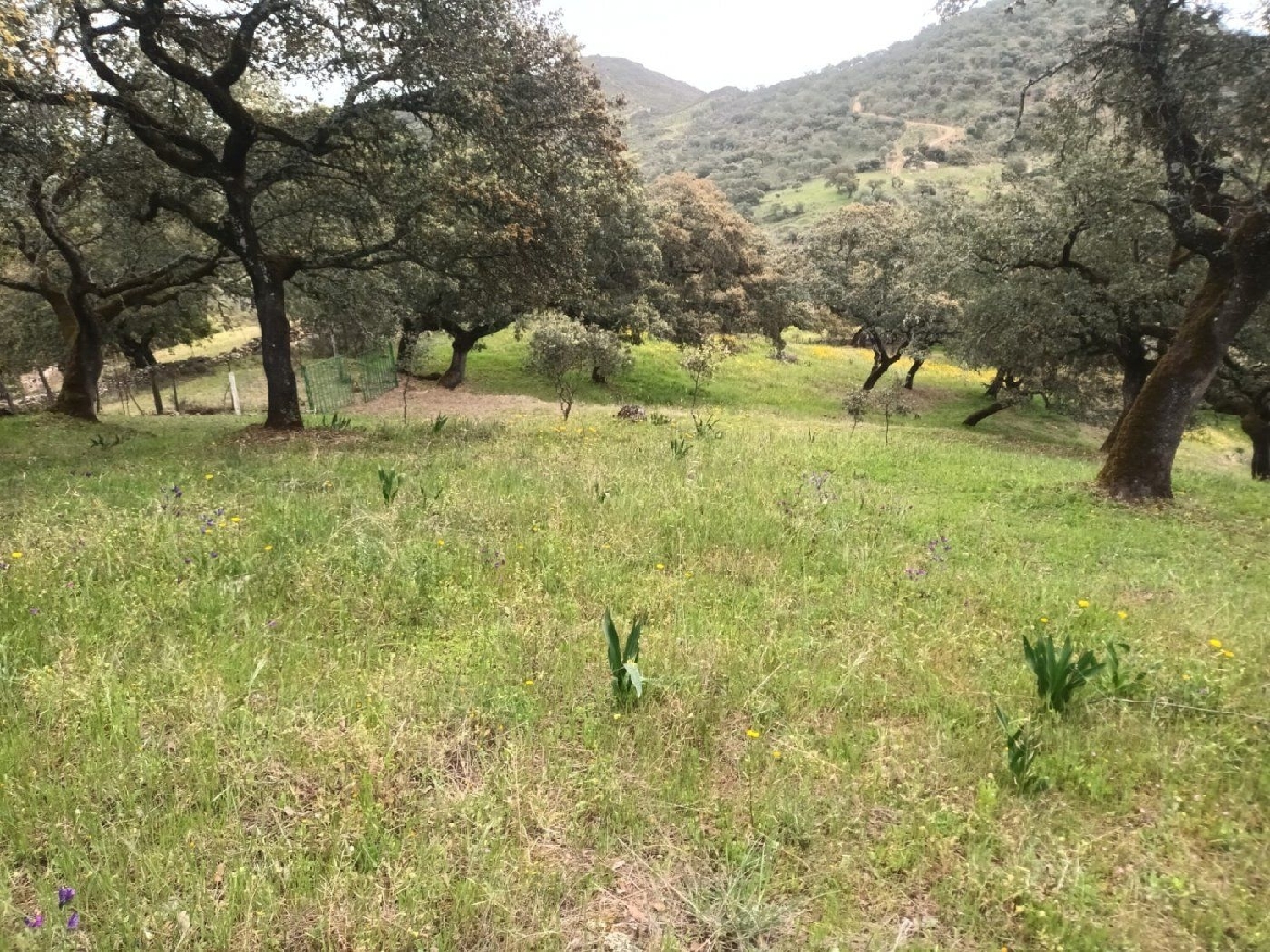  kaufen Grundstück Cortelazor Sierra De Huelva 5