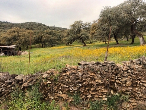 Cortelazor Sierra De Huelva perceel foto 6264108