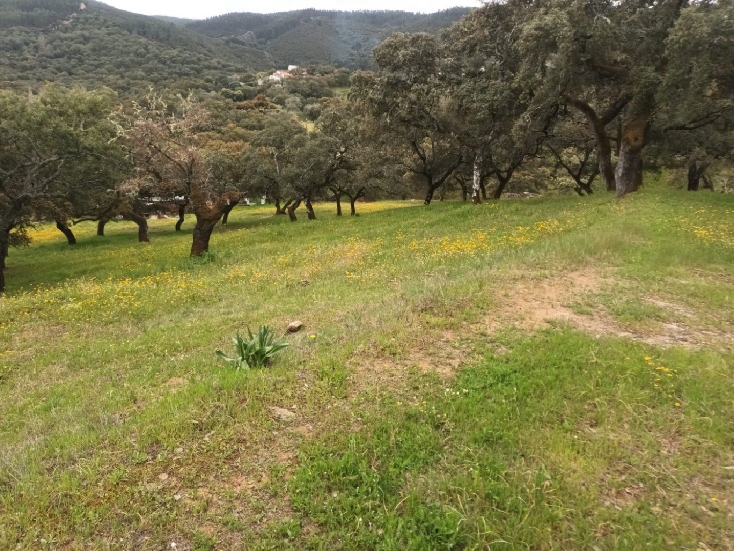  kaufen Grundstück Cortelazor Sierra De Huelva 4