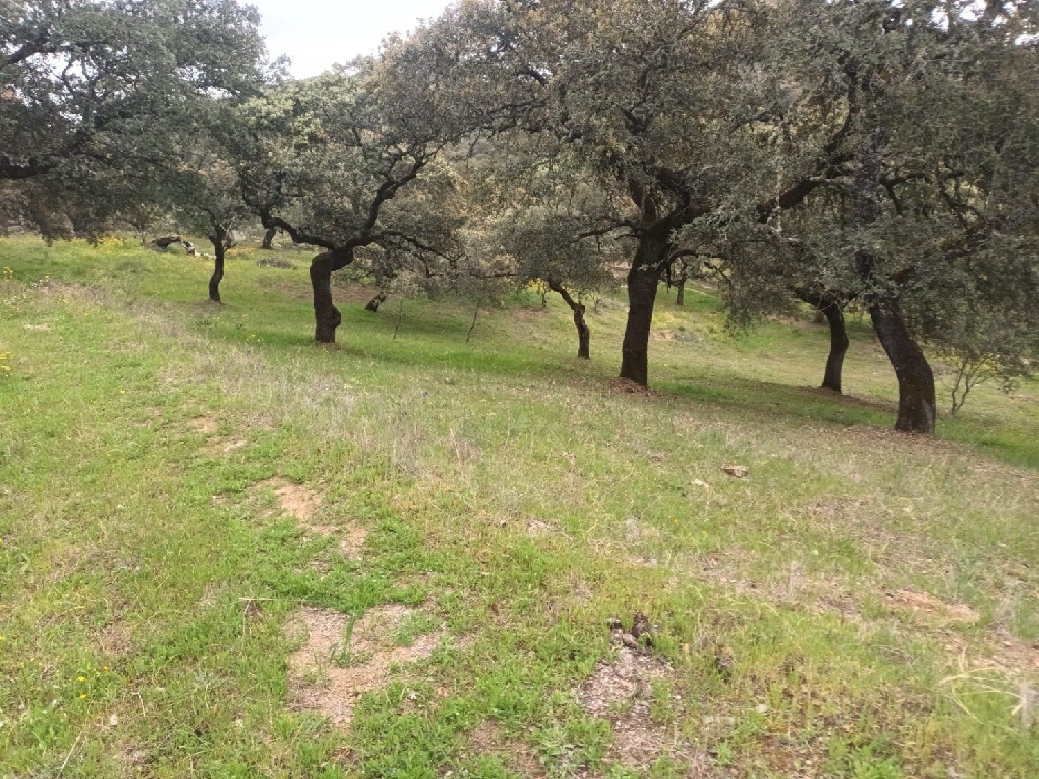  kaufen Grundstück Cortelazor Sierra De Huelva 6