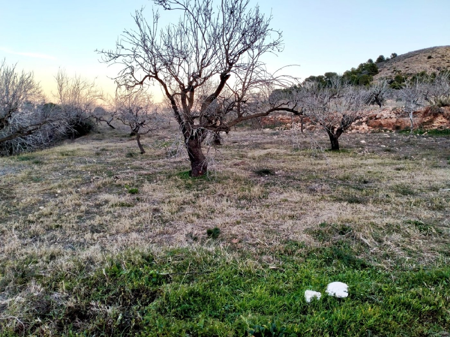 till salu tomt Cuesta Blanca De Abajo Campo De Cartagena 2