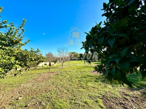 El Alcaide Córdoba tomt foto 6244089