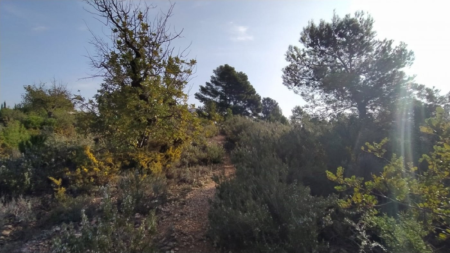  till salu tomt Oasi De Sant Vicent Camp De Túria 5