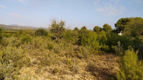 Oasi De Sant Vicent Camp De Túria tomt foto 6237496