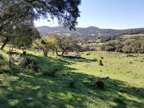 El Colmenar Serranía De Ronda tomt foto 6252539