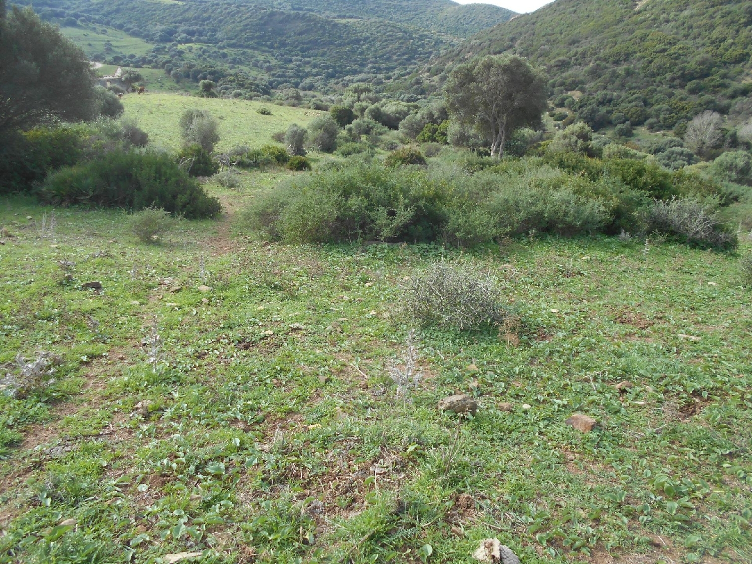  till salu tomt El Cuartón Campo De Gibraltar 6