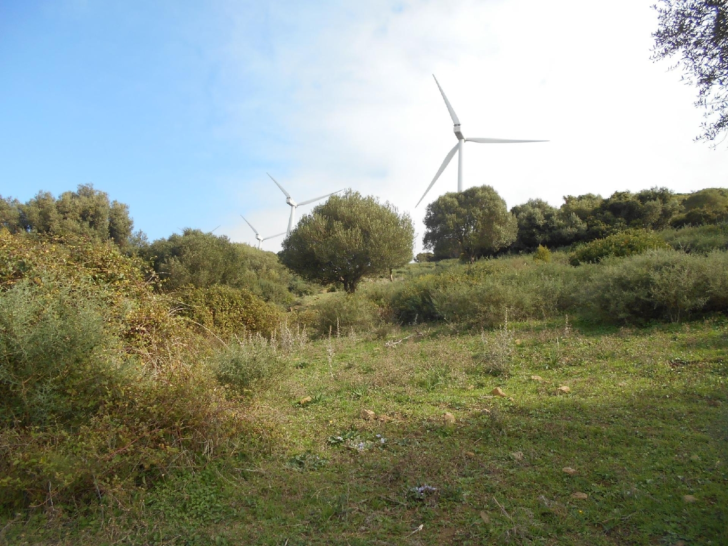  till salu tomt El Cuartón Campo De Gibraltar 7