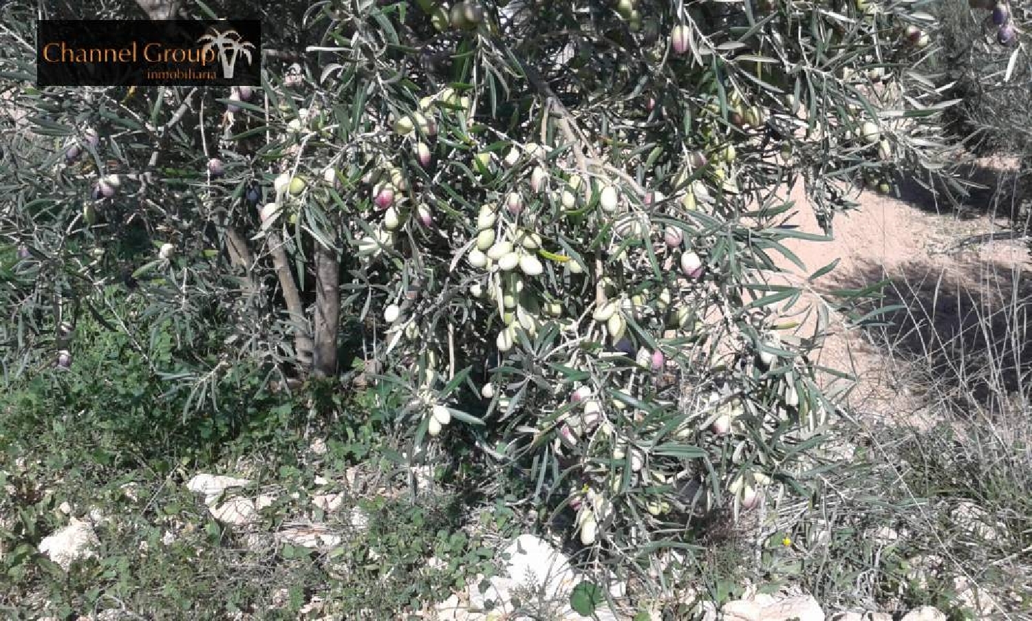  till salu tomt El Derramao Vinalopó Mitjà 5