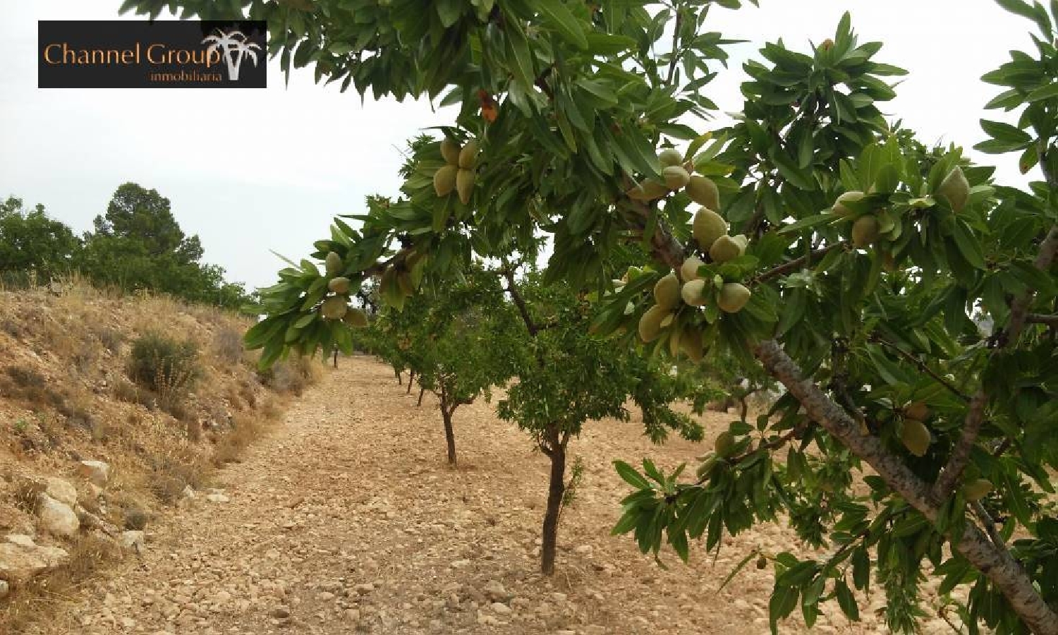  till salu tomt El Derramao Vinalopó Mitjà 6
