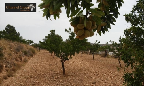 El Derramao Vinalopó Mitjà tomt foto 6221889