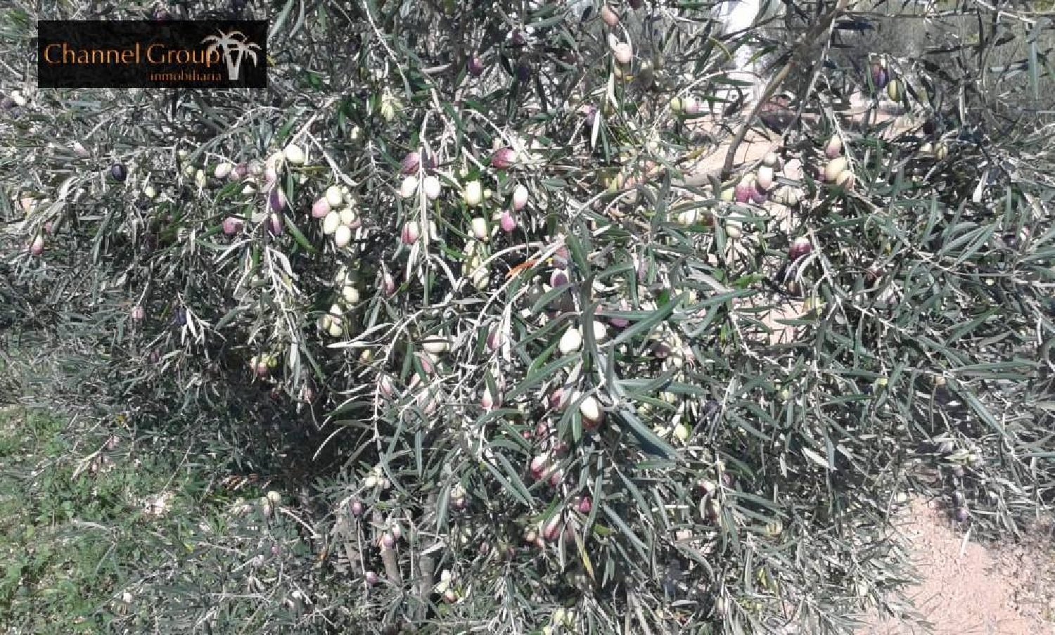  till salu tomt El Derramao Vinalopó Mitjà 4