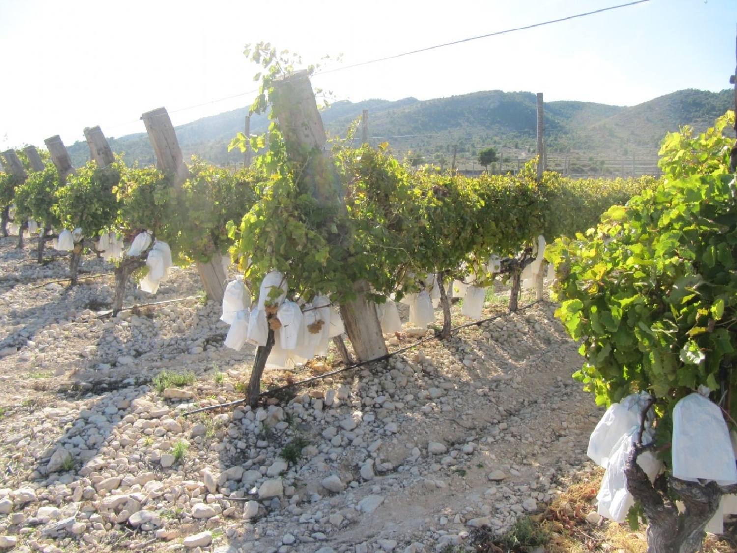  till salu tomt El Derramao Vinalopó Mitjà 8