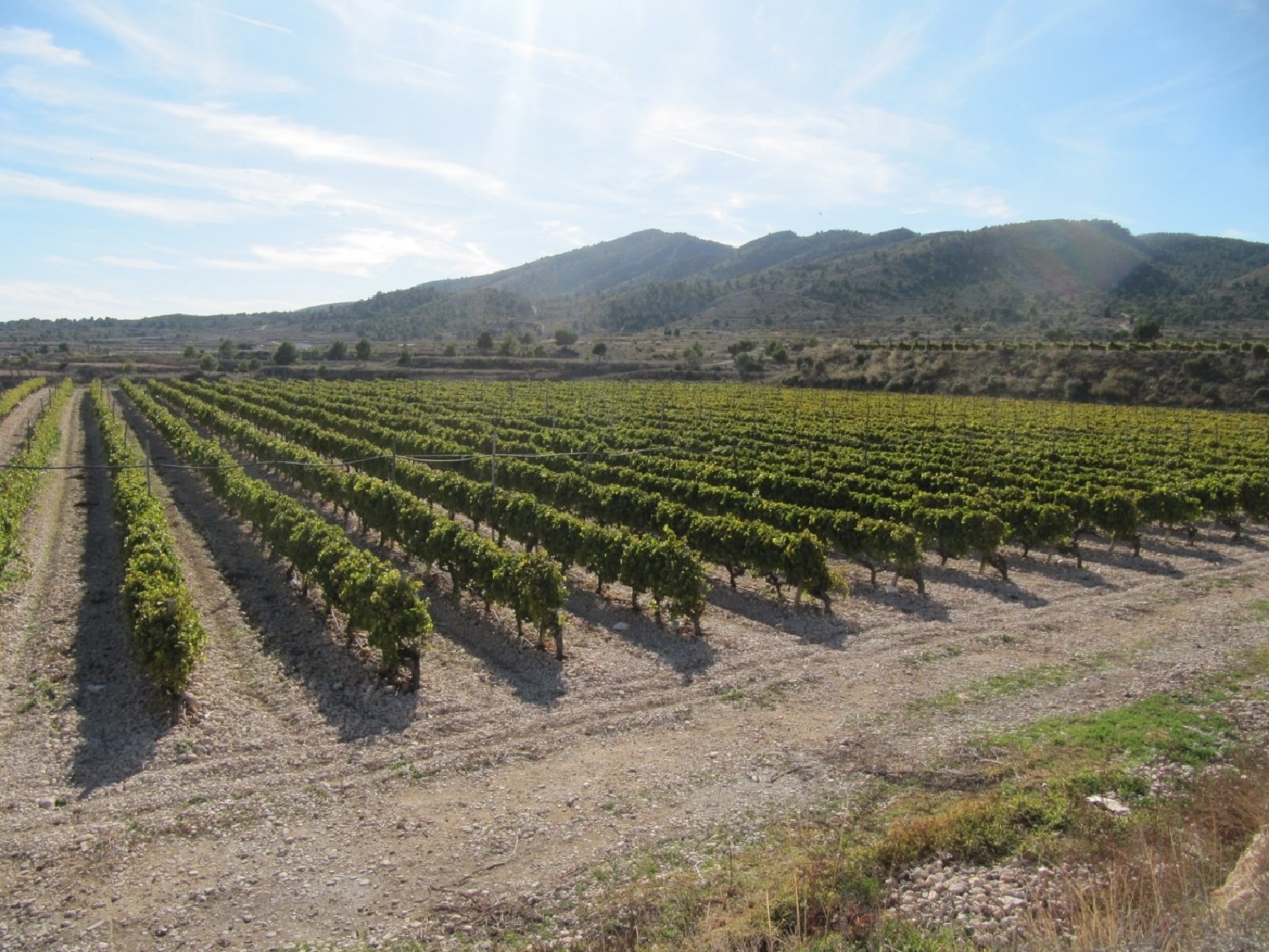  till salu tomt El Derramao Vinalopó Mitjà 1