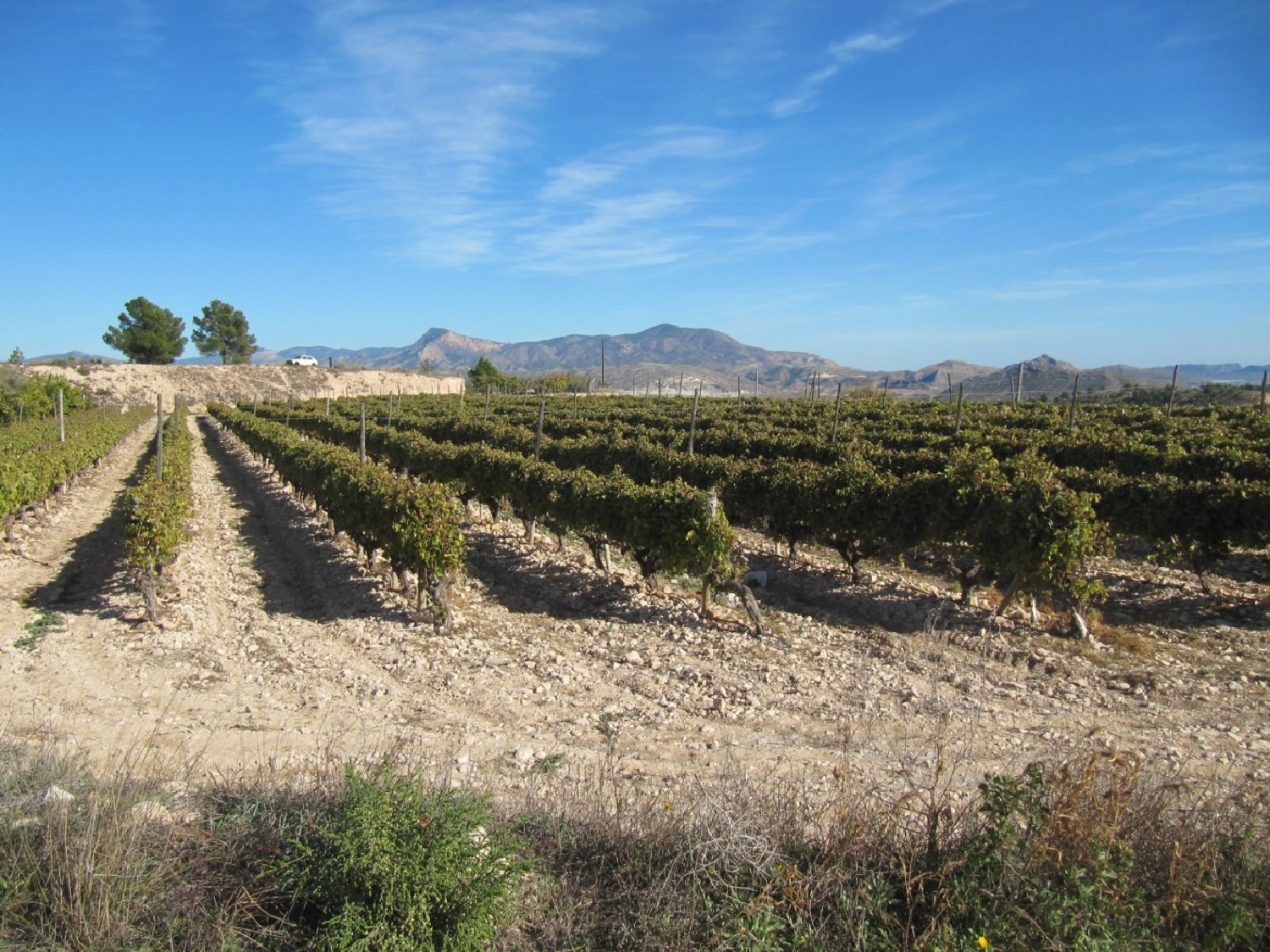 till salu tomt El Derramao Vinalopó Mitjà 7