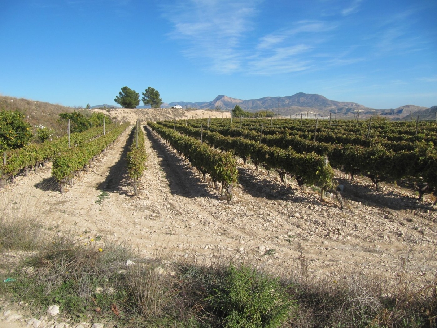  till salu tomt El Derramao Vinalopó Mitjà 6