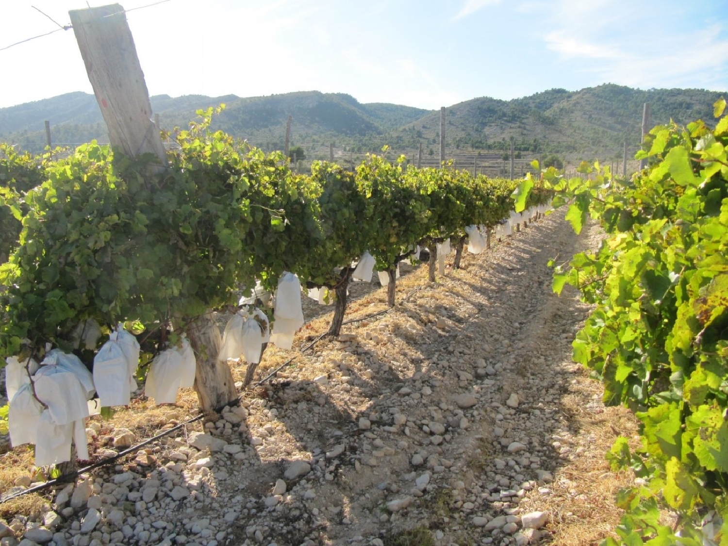 till salu tomt El Derramao Vinalopó Mitjà 2