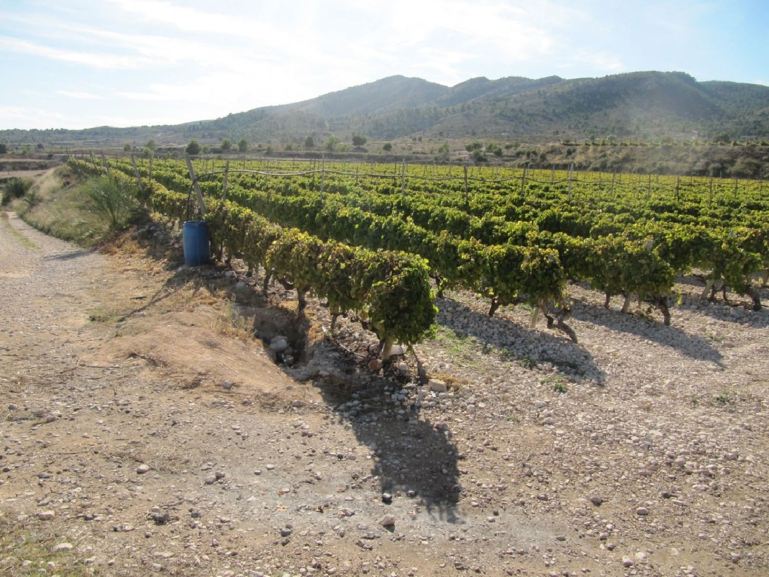  till salu tomt El Derramao Vinalopó Mitjà 5