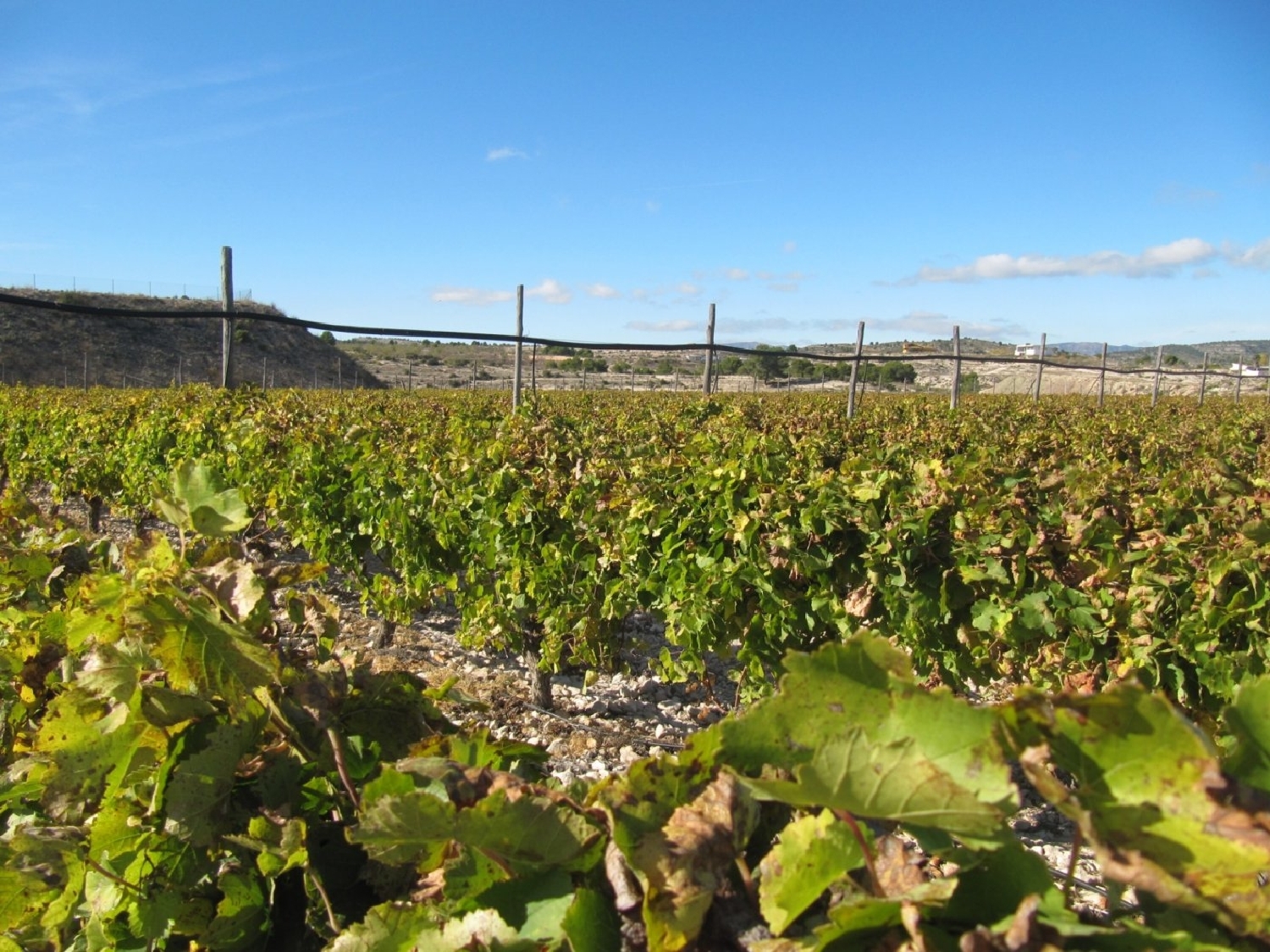till salu tomt El Derramao Vinalopó Mitjà 3