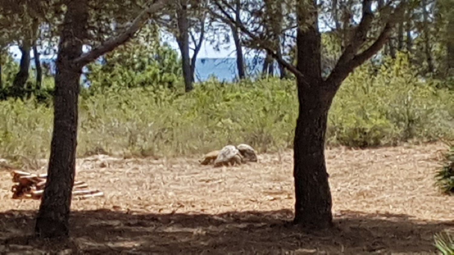  till salu tomt El Hidalgo Baix Ebre 6