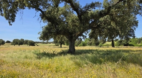 El Plantio Badajoz tomt foto 6258443