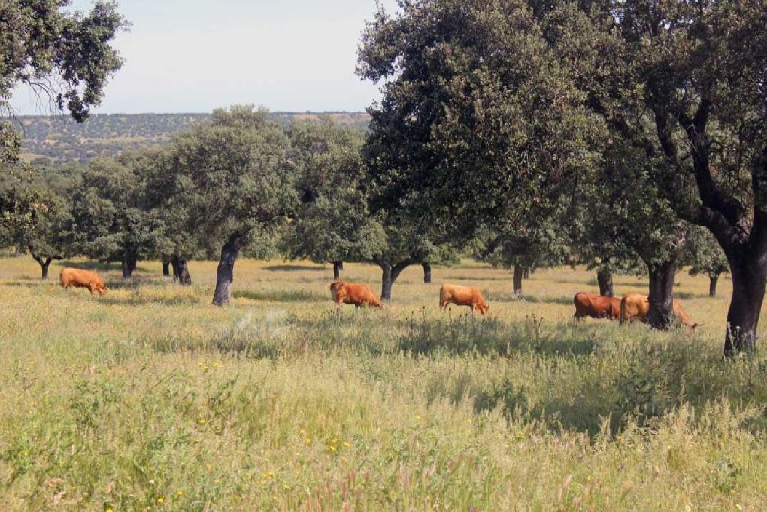  till salu tomt El Plantio Badajoz 8