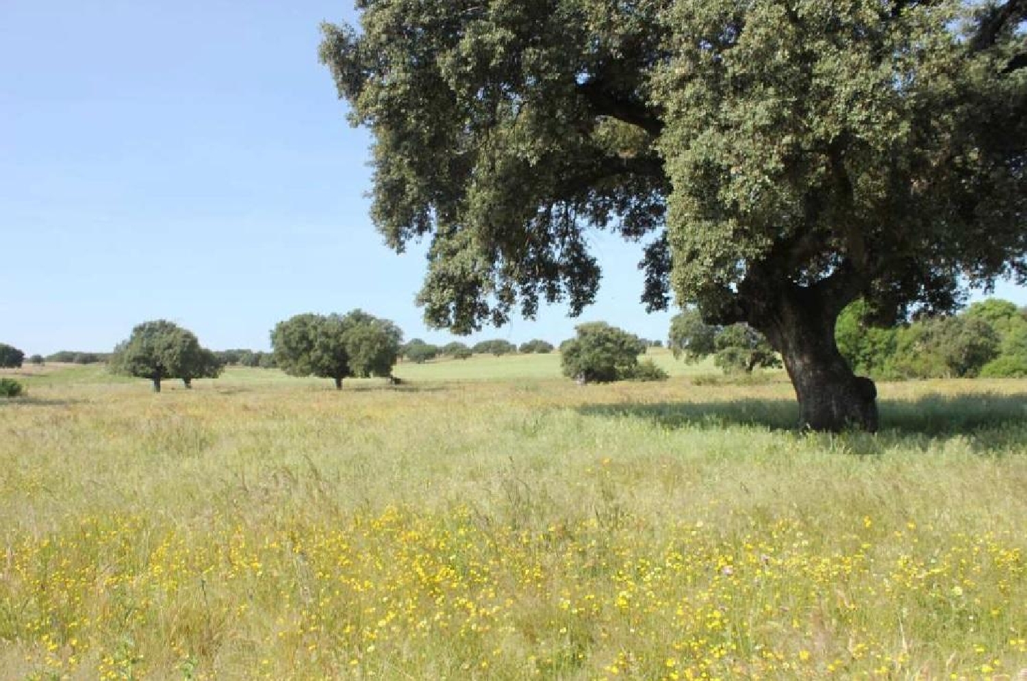  till salu tomt El Plantio Badajoz 6