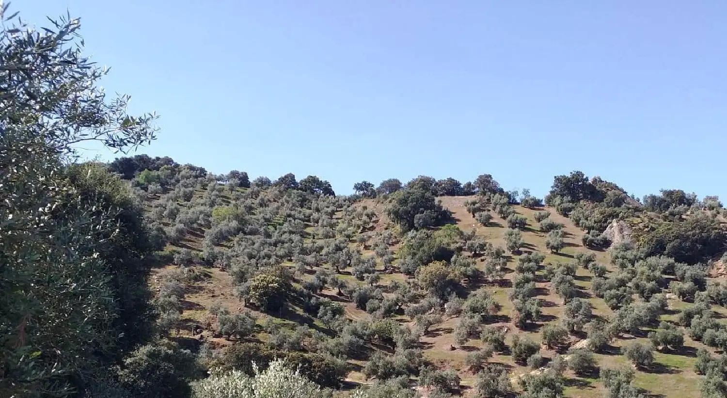 till salu tomt Venta De La Perdiz Sierra De Cádiz 2